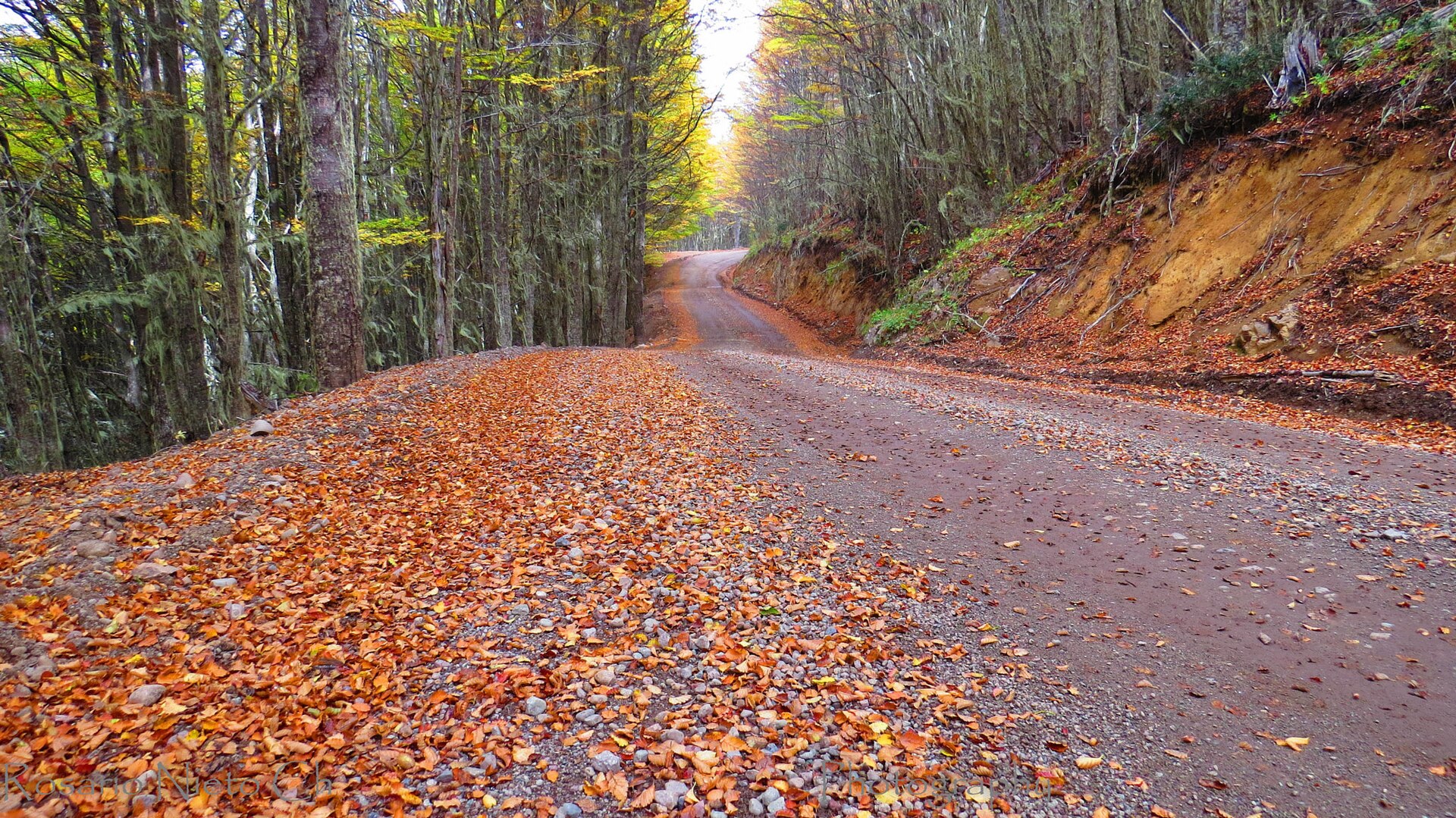 Camino de ripio de la Carretera Austral entre bosque nativo