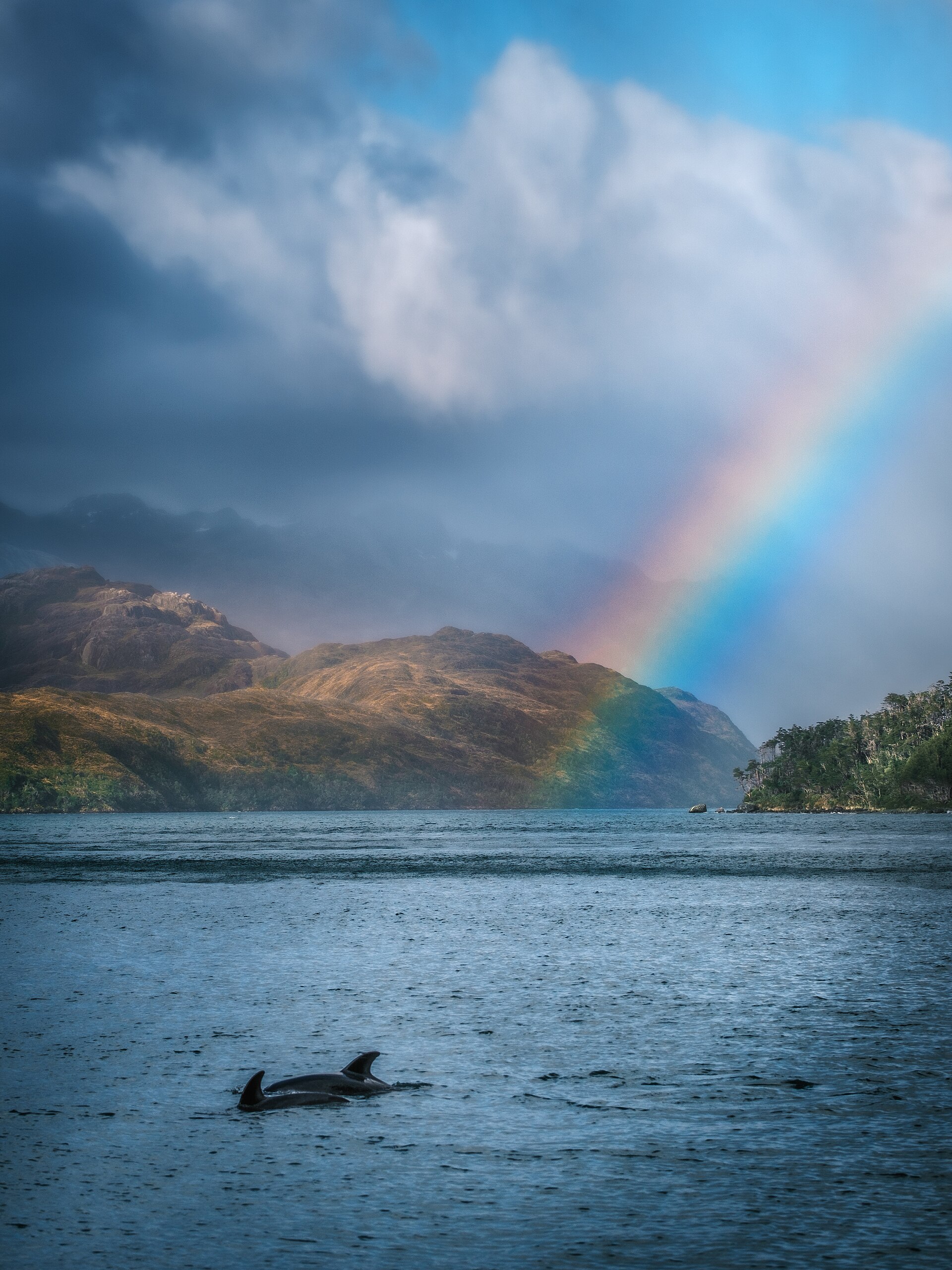 Delfines y un arcoíris sobre un fiordo patagónico