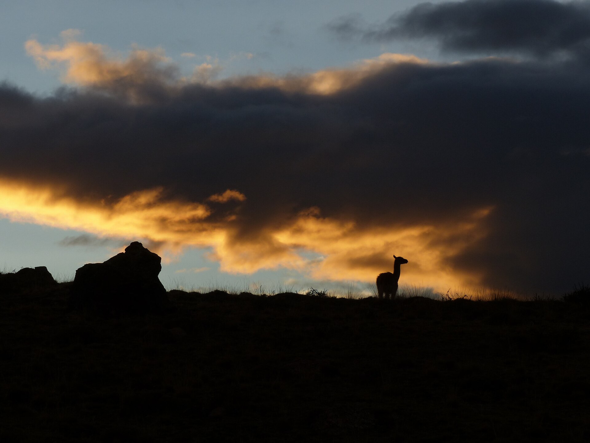 Guanacos al amanecer cerca de Cerro Castillo
