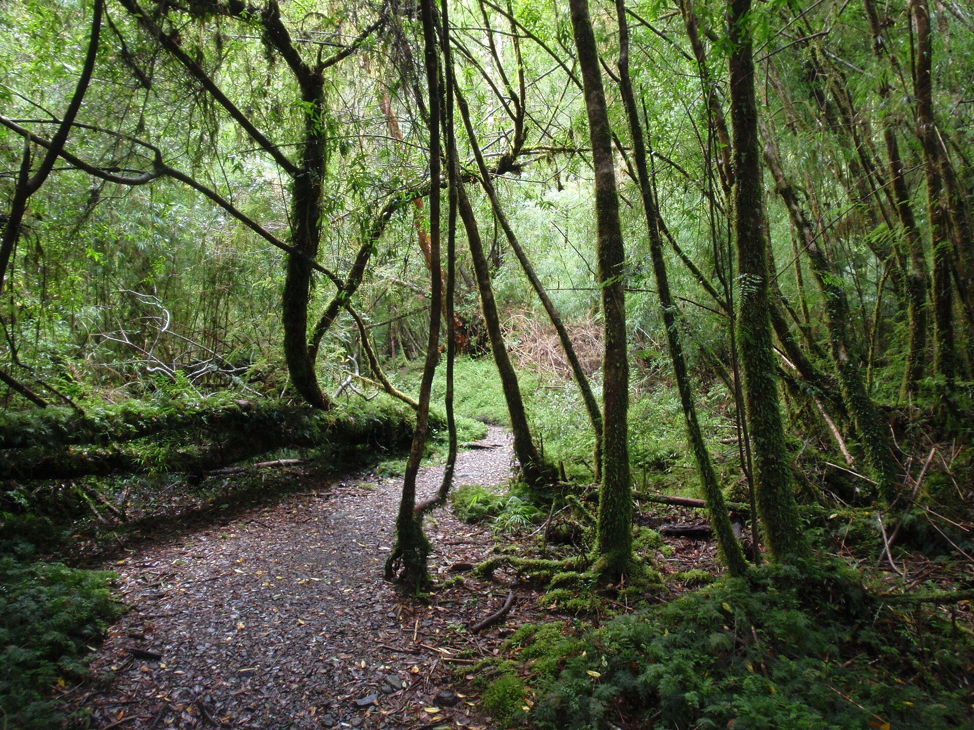 Sendero de bosque nativo en el sur de Chile