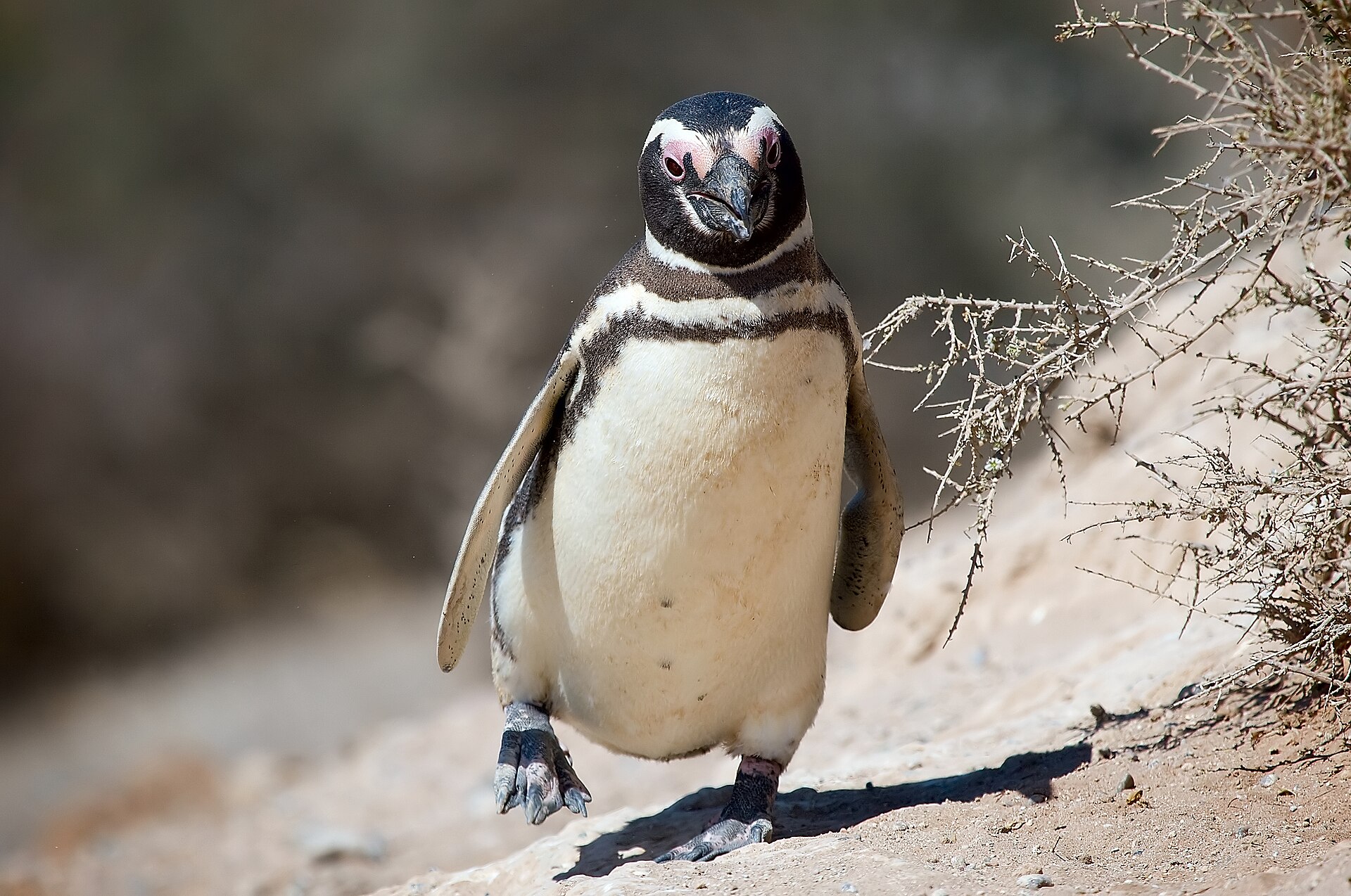 Colonia de pingüinos de Magallanes en la Patagonia