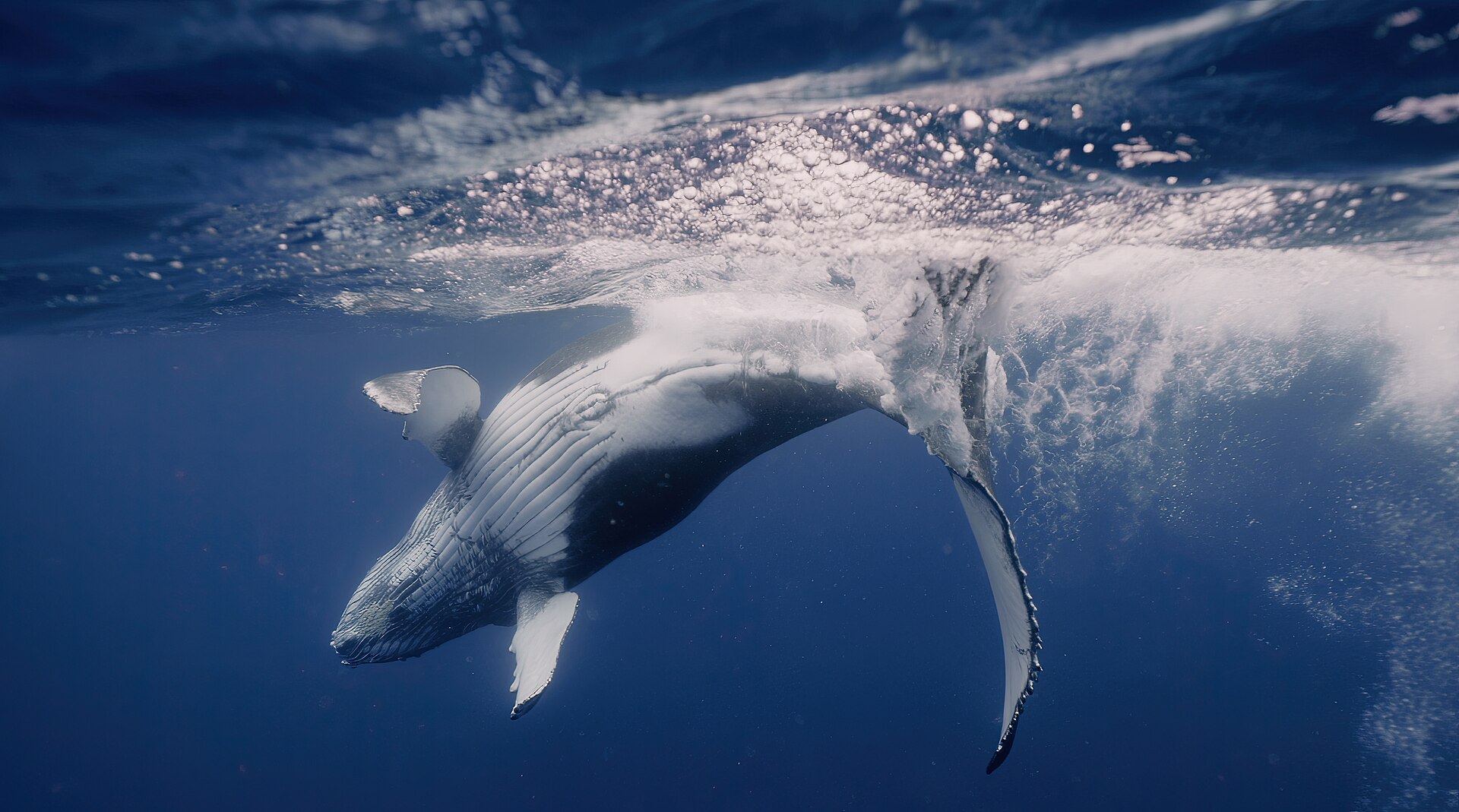 Ballena jorobada en la costa patagónica